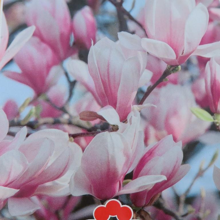 Rostliny - Šácholan Soulangeův květináč 36 litrů, výška 125/150cm, keř