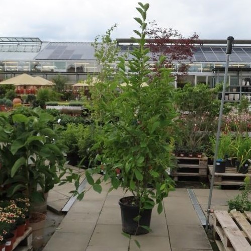 Šácholan Soulangeův květináč 36 litrů, výška 125/150cm, keř-0