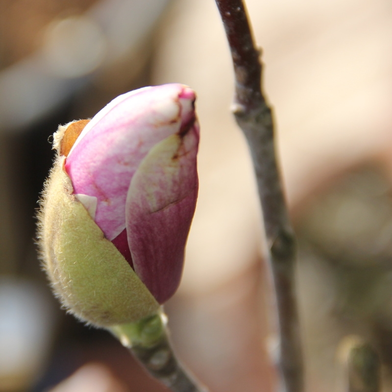 Magnolie - Šácholan Soulangeův výška 100/125cm, květináč 18 litrů