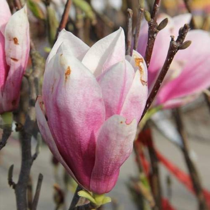Magnolie - Šácholan Soulangeův výška 200/250cm, květináč 70 litrů