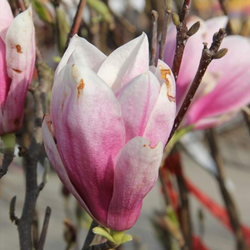 Magnolie - Šácholan Soulangeův výška 300/350cm, květináč 130 litrů