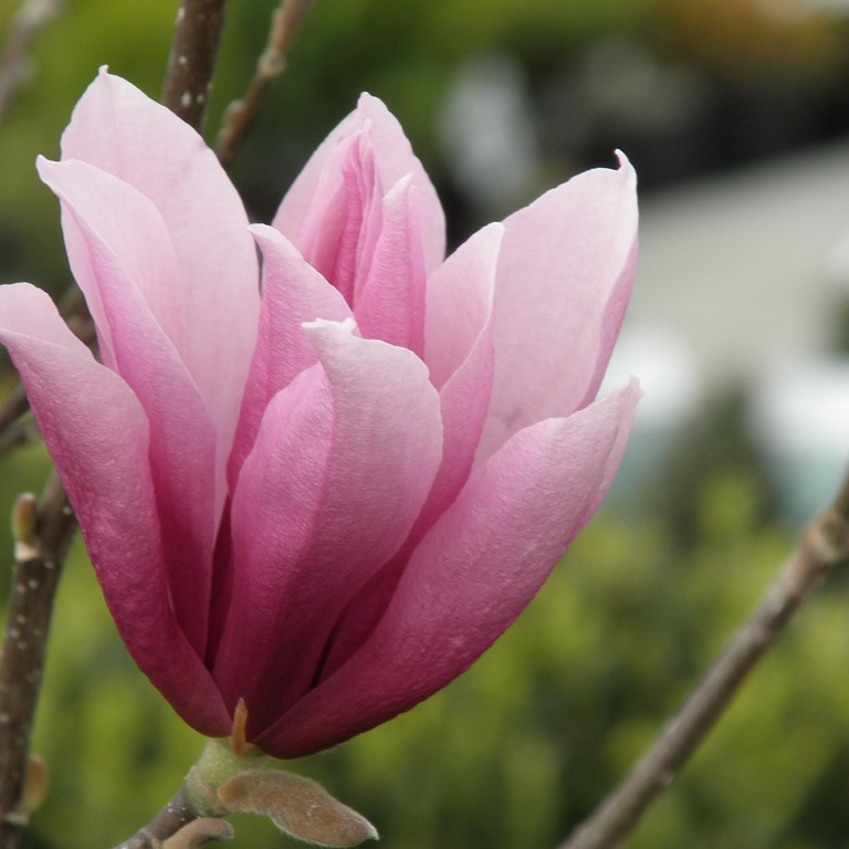 Magnolie - Šácholan Soulangeův výška 80/100cm, květináč 10 litrů