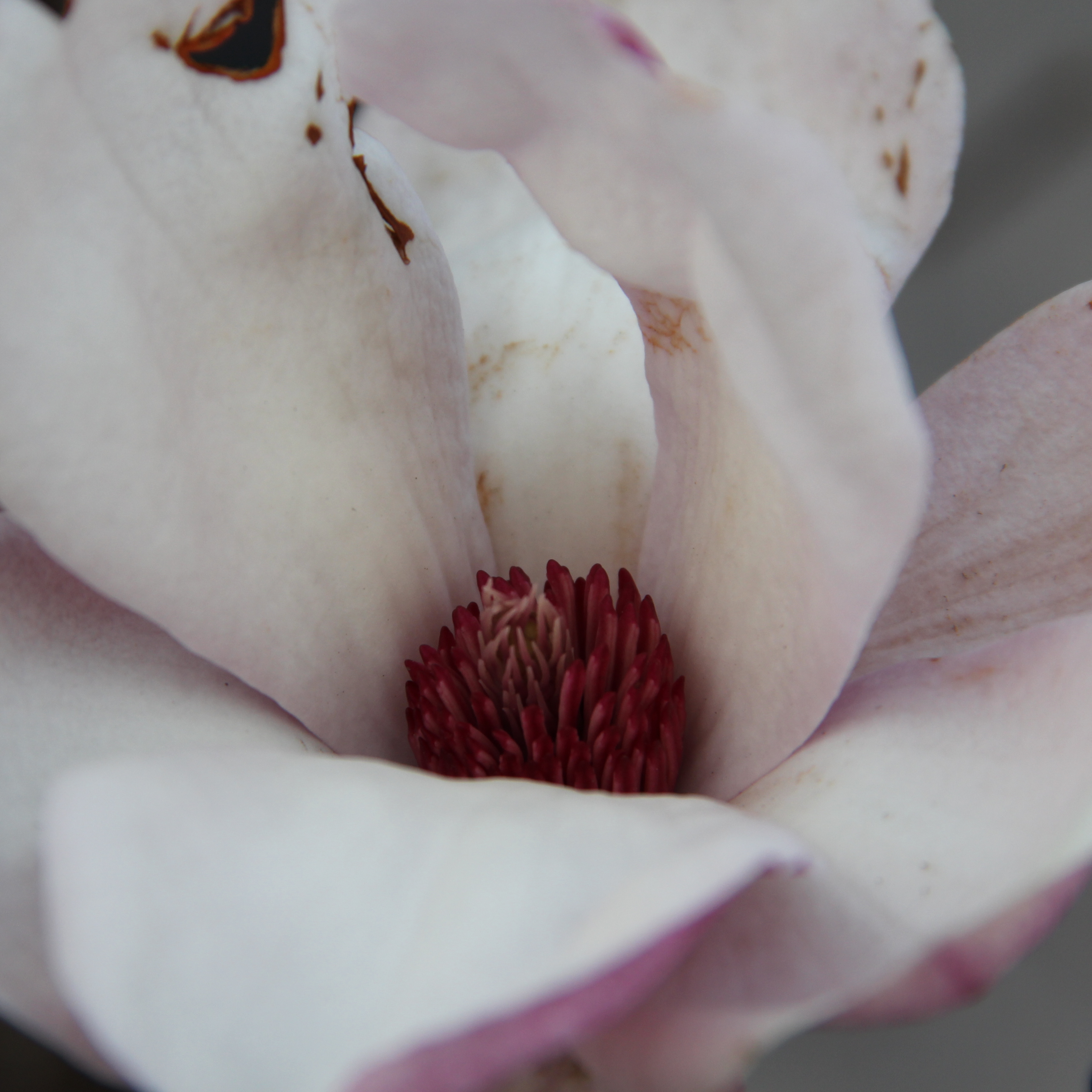 Šácholan Soulangeův výška 80/100cm, květináč 10 litrů-1