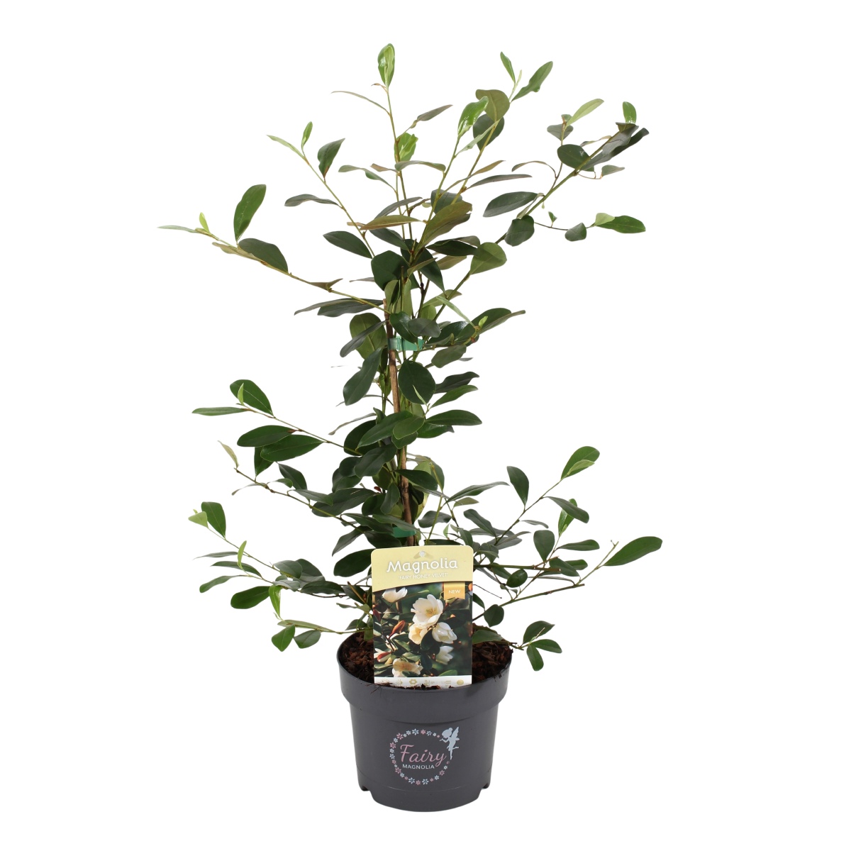 Magnolie - Šácholan stálezelený Fairy Honey Velvet výška 40/50cm, květináč 3 litry