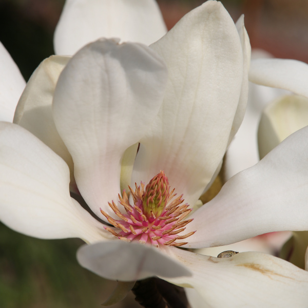 Rostliny - Šácholan 'Sunrise' květináč 7 litrů, výška 50/60cm, keř