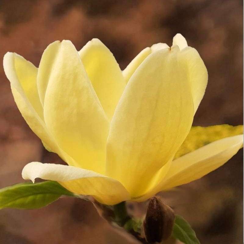 Magnolie - Šácholan 'Sunsation' květináč 5 litrů