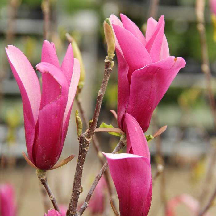 Magnolie - Šácholan Susan květináč 18 litrů, výška 100/125cm, keř