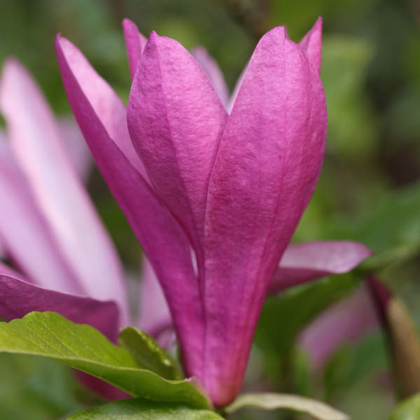 Magnolie - Šácholan 'Susan' květináč 18 litrů, výška 150/175cm, keř