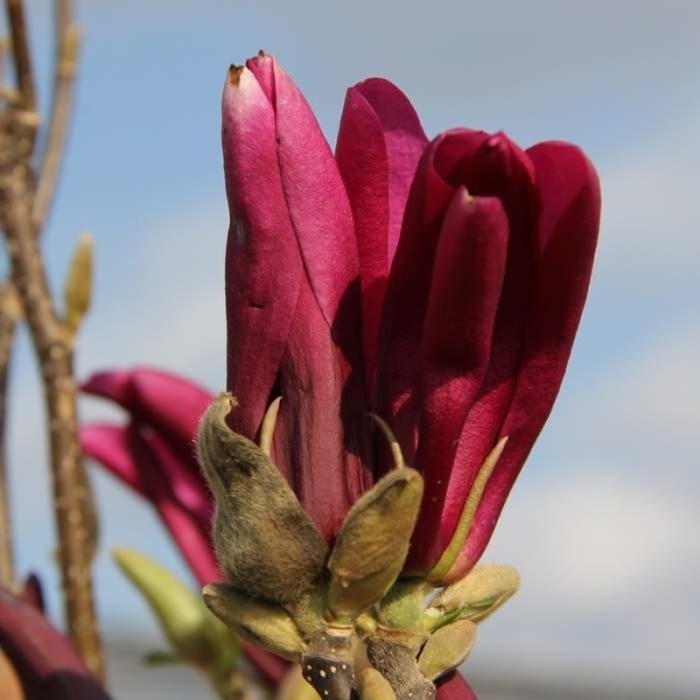 Magnolie - Šácholan Susan květináč 2,5 litru, výška 30/40cm, keř