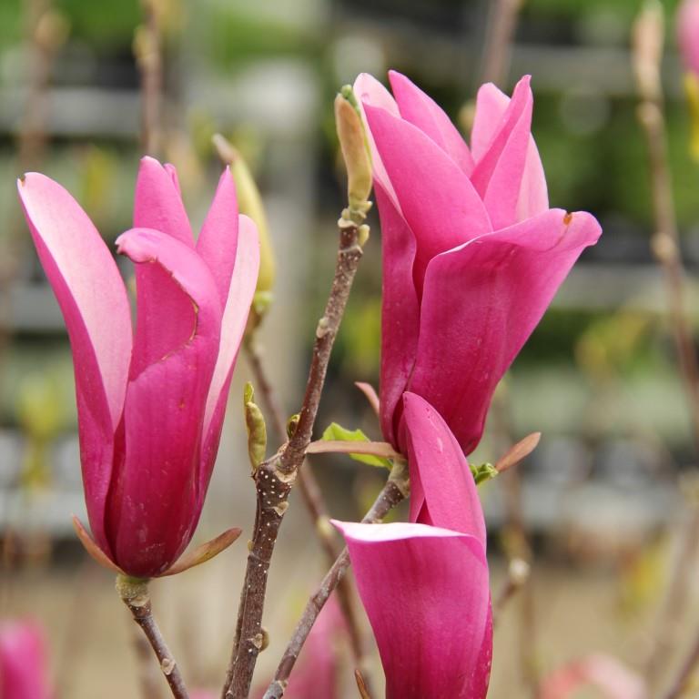 Rostliny - Šácholan 'Susan' květináč 33 litrů, výška 125/150cm, keř