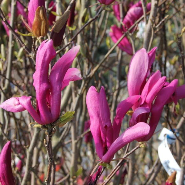 Šácholan 'Susan' květináč 50 litrů, výška 150/175cm, keř-0