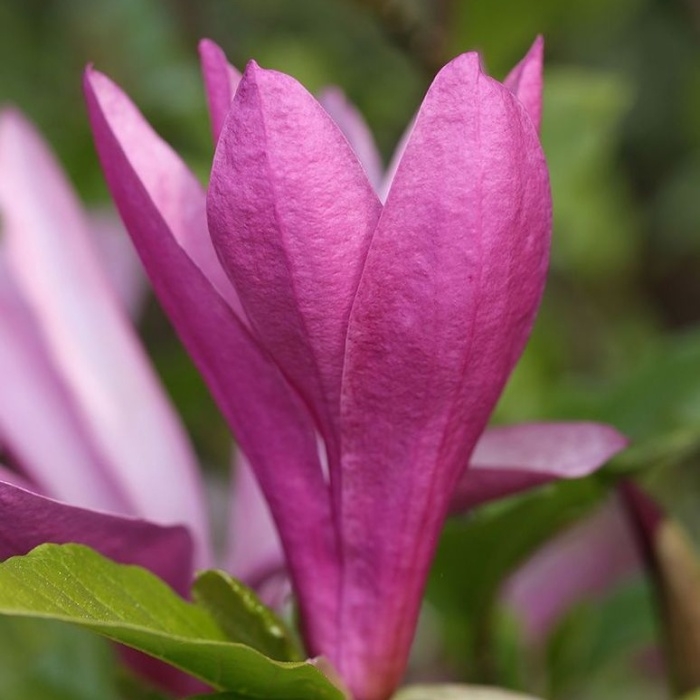 Magnolie - Šácholan Susan výška 150/175cm, květináč 35 litrů