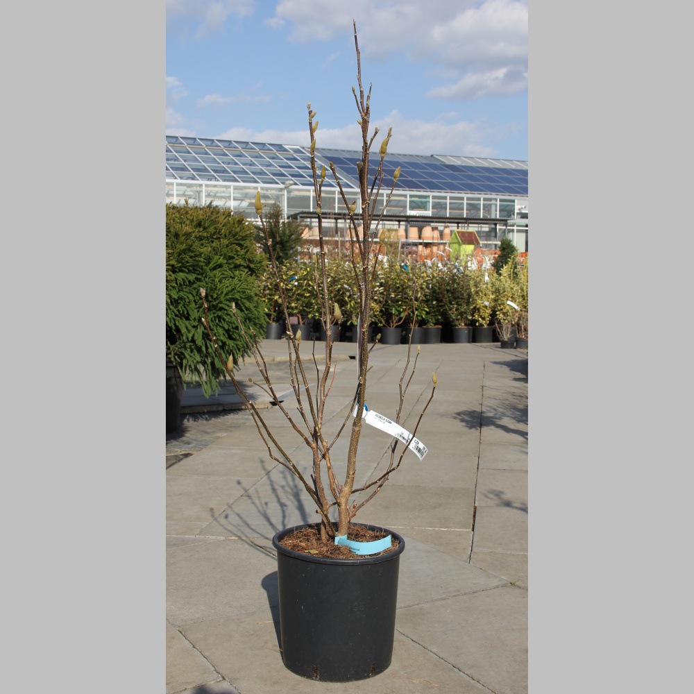 Šácholan Susan výška 60/80cm, květináč 10 litrů-0