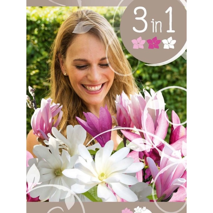 Magnolie - Šácholan 'Three Sisters' keř, květináč 6 litrů