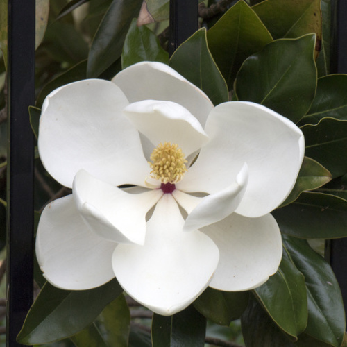 Rostliny - Šácholan velkokvětý 'Gallison Praecox' (Goliath') 12 litrů