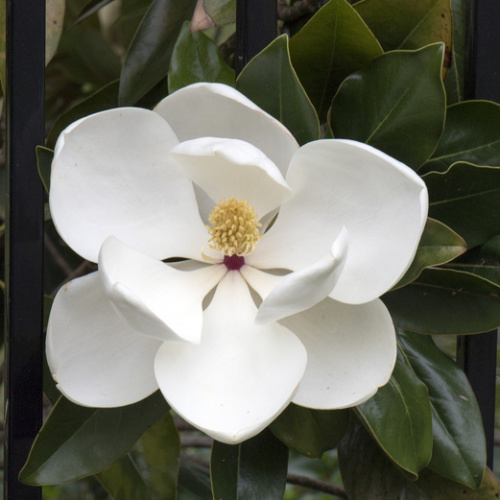 Magnolie - Šácholan velkokvětý 'Gallison Praecox' (Goliath') 25 litrů