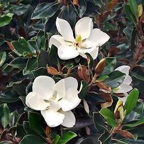 Magnolie - Šácholan velkokvětý Gallisoniensis výška 125/150cm, květináč 36cm