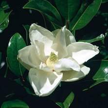 Magnolie - Šácholan velkokvětý Little Gem květináč 10 litrů