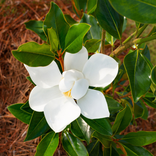 Magnolie - Šácholan velkokvětý 'Little Gem' mini kmínek, 9 litrů