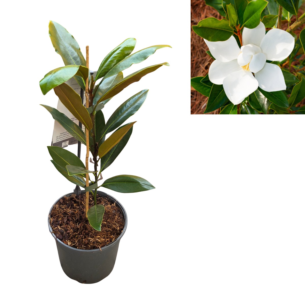 Magnolie - Šácholan velkokvětý Little Gem výška 40/50cm, kvěitnáč 2 litry