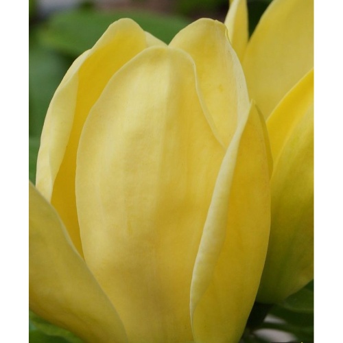 Rostliny - Šácholan 'Yellow Joy' 16,5 litru