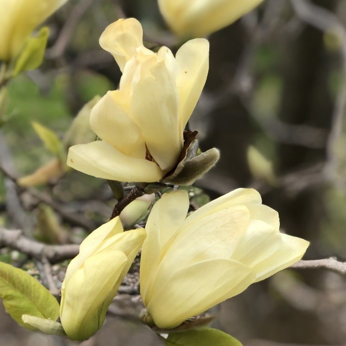 Listnaté stromky a stromy - Šácholan Yellow Lantern kmínek 50cm, květináč 6 litrů