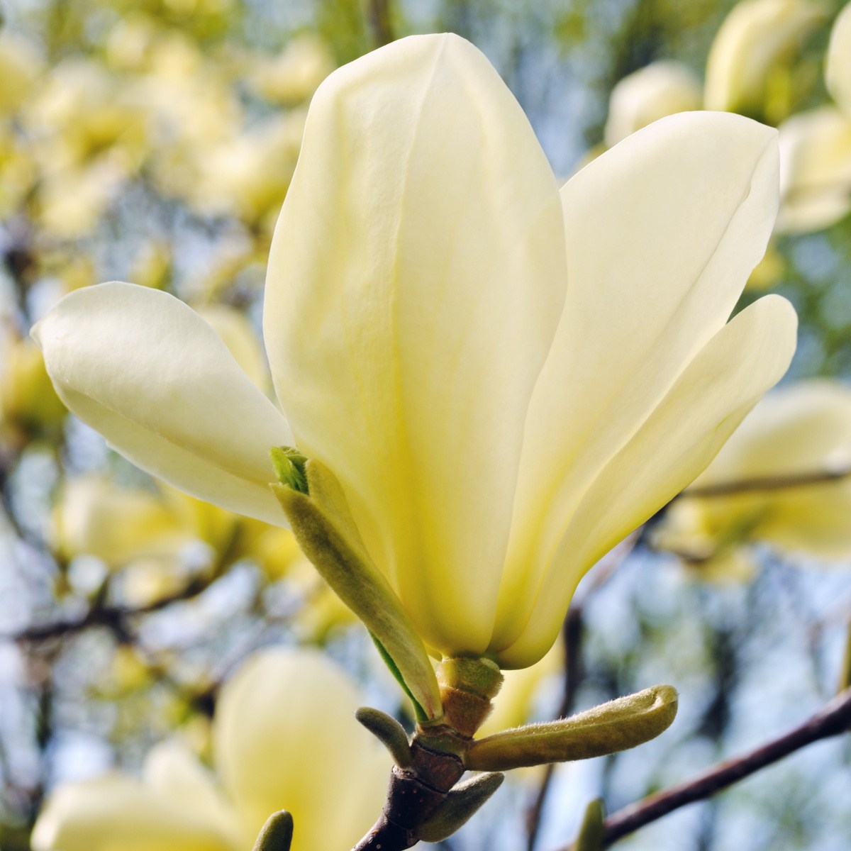 Magnolie - Šácholan Yellow River výška 60/80cm, květináč 5 litrů