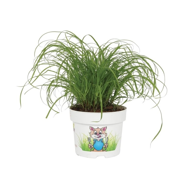 Rostliny pro domácí mazlíčky - Šáchor PRO ZVÍŘATA květináč 12cm