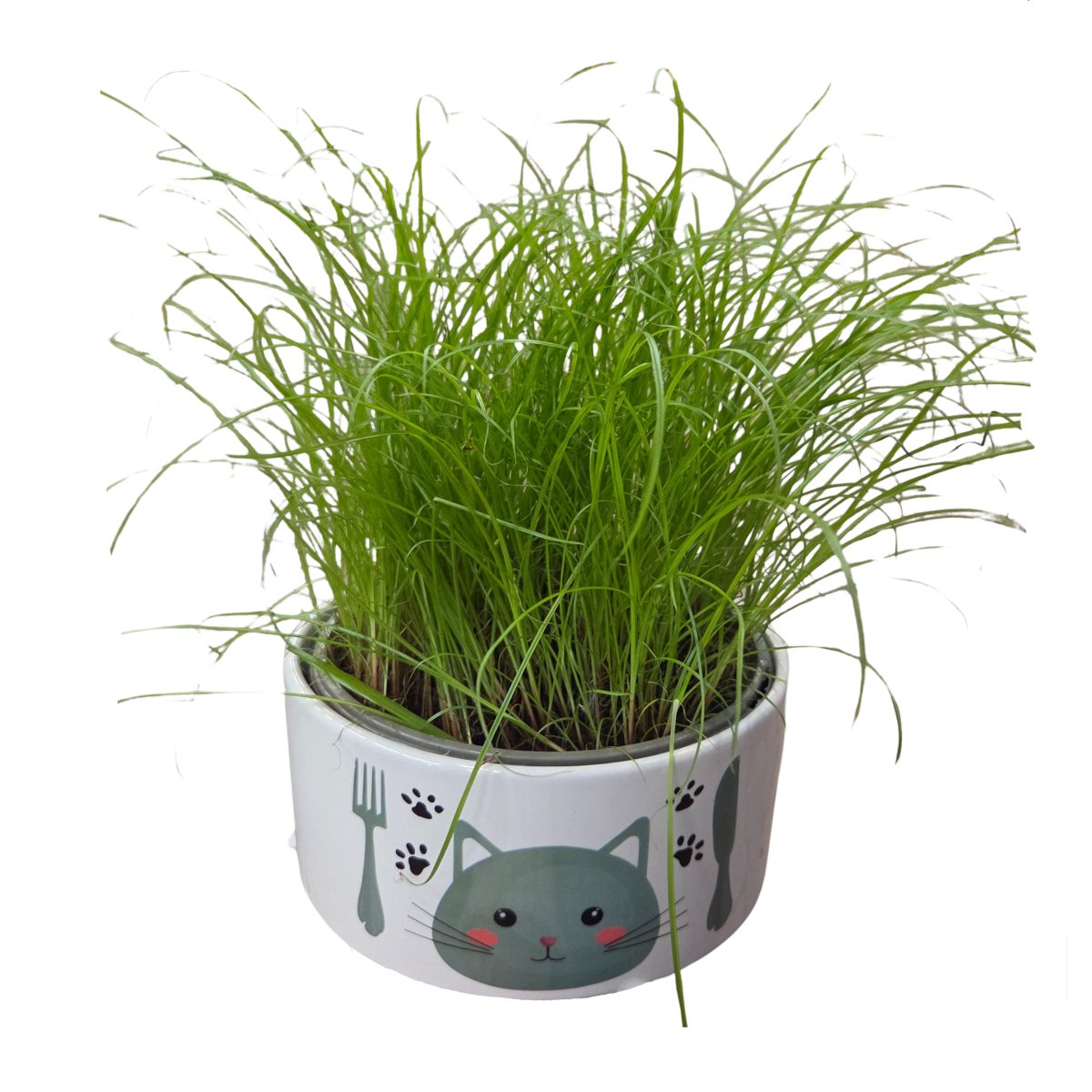 Rostliny pro domácí mazlíčky - Šáchor PRO ZVÍŘATA miska 16cm