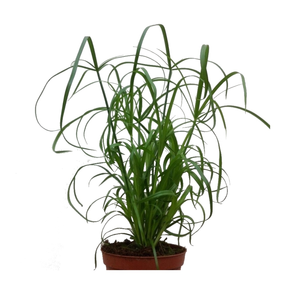 Okrasné pokojové rostliny - Šáchor střídavolistý květináč 11cm