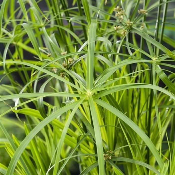 Šáchor střídavolistý květináč 14cm-0