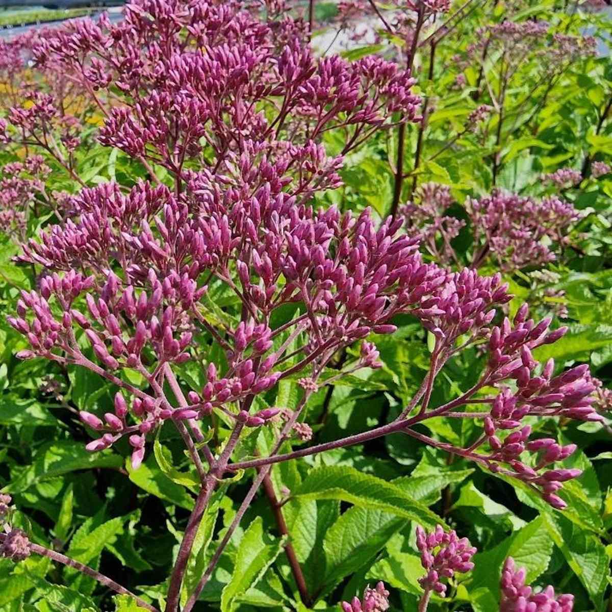 Na slunce - Sadec skvrnitý Atropurpureum květináč 11cm