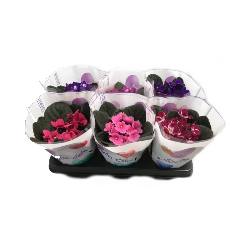 Kvetoucí pokojové rostliny - Saintpaulia, africká fialka mix, květináč 12cm