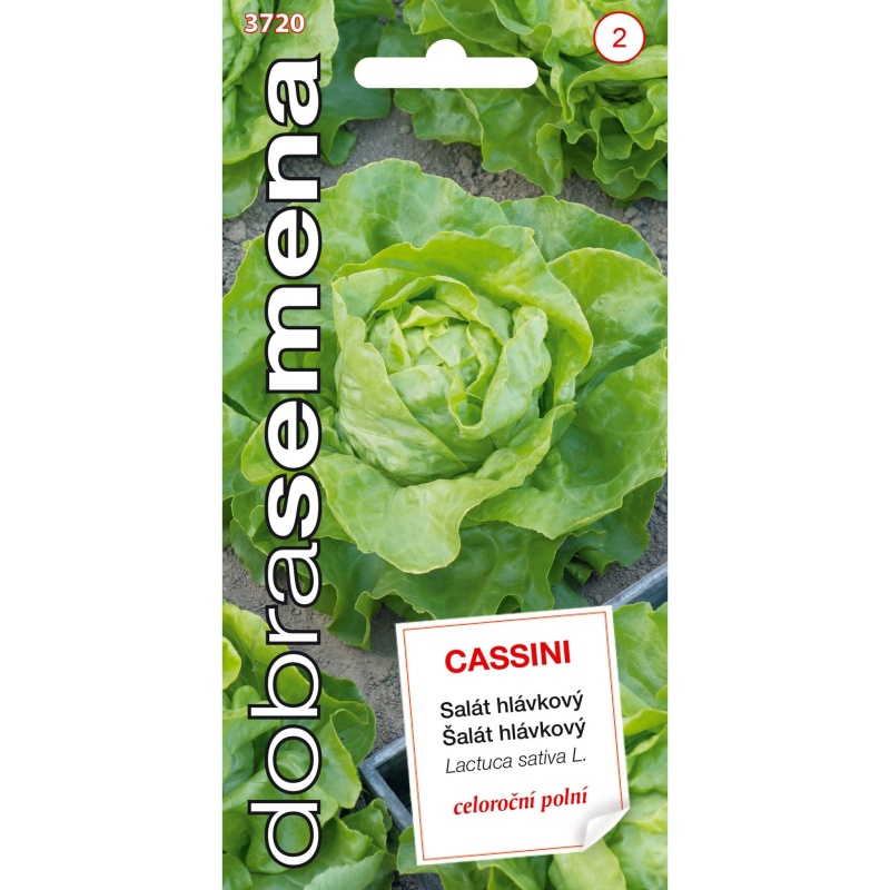 Osivo zeleniny - Salát celoroční CASSINI (DS)