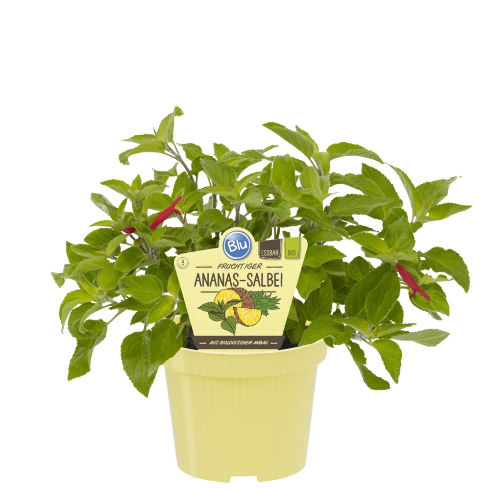 Bylinky - Šalvěj ananasová BIO květináč 12cm