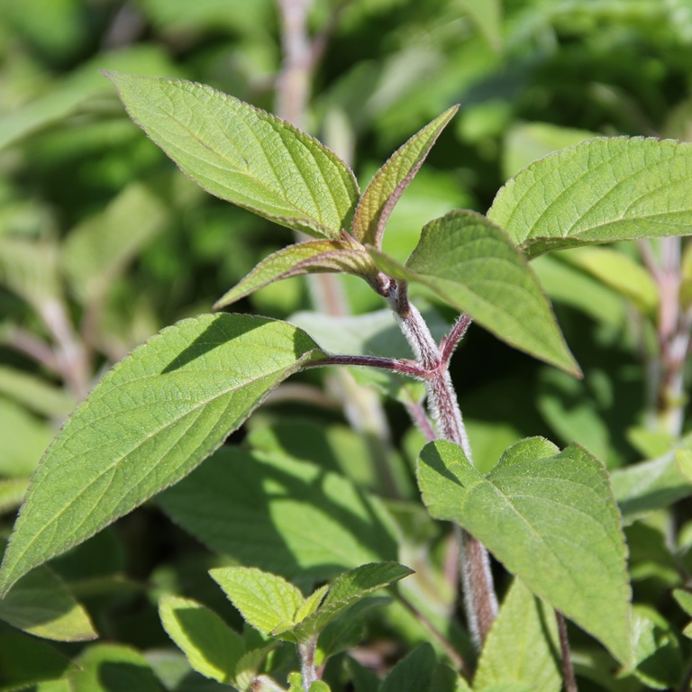 Bylinky - Šalvěj ananasová květináč 14cm