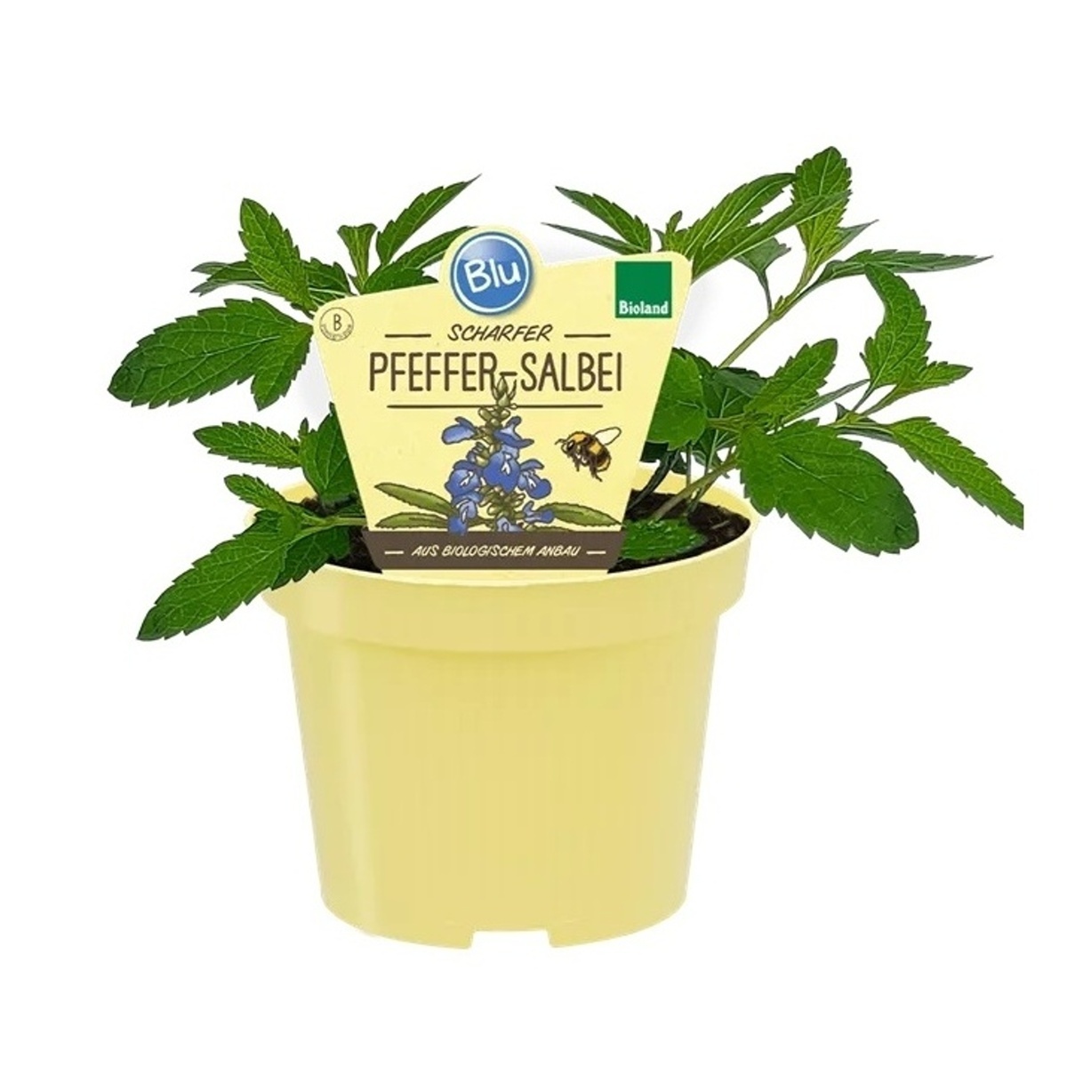 Bylinky - Šalvěj bažinná BIO květináč 12cm