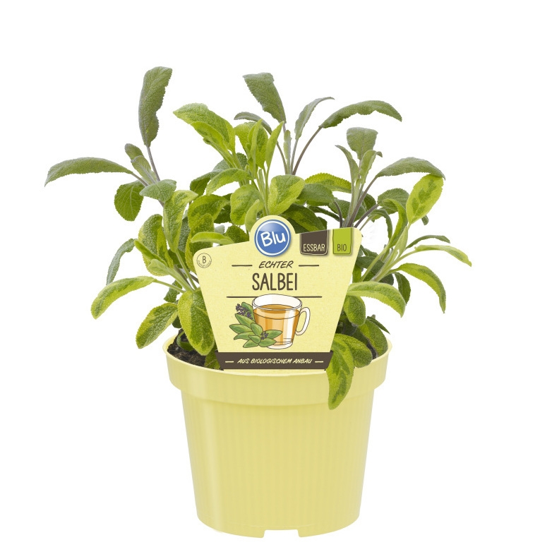 Bylinky - Šalvěj BIO květináč 12cm