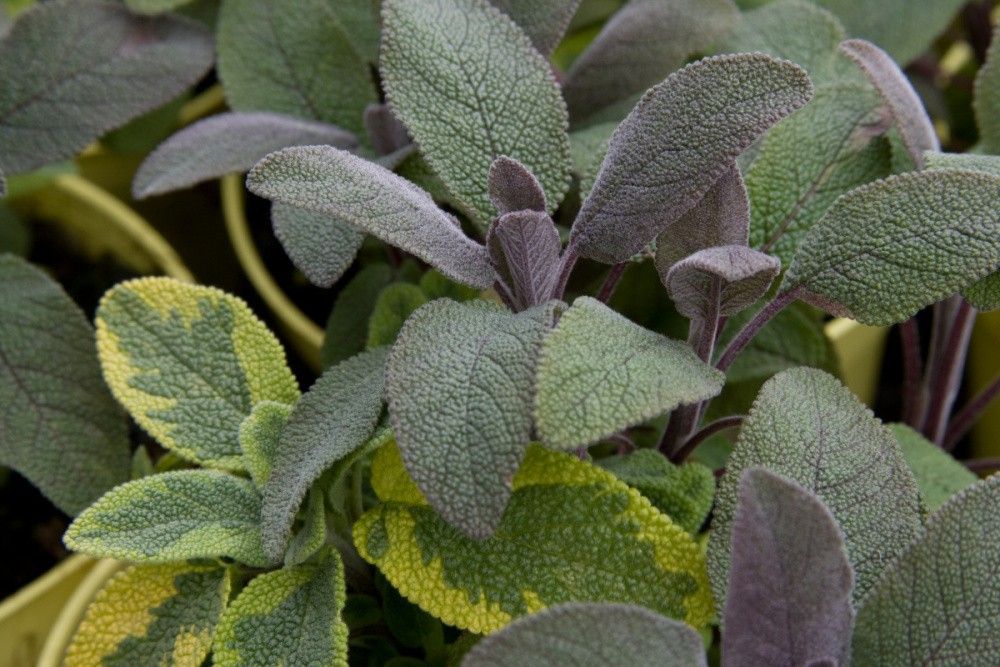 Šalvěj BIO květináč 12cm-0