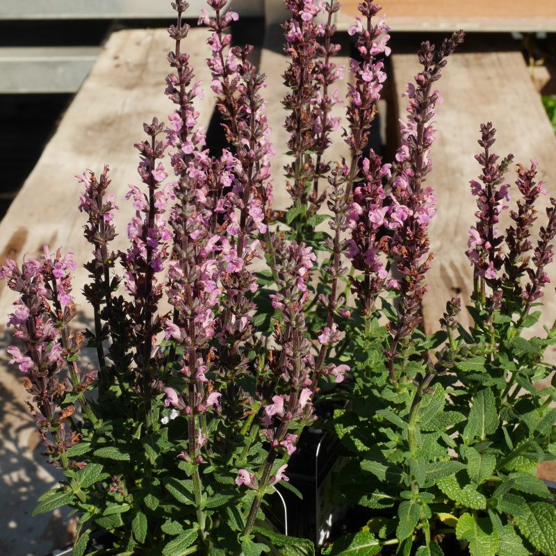 Na slunce - Šalvěj 'Bordeaux Rose' 9cm