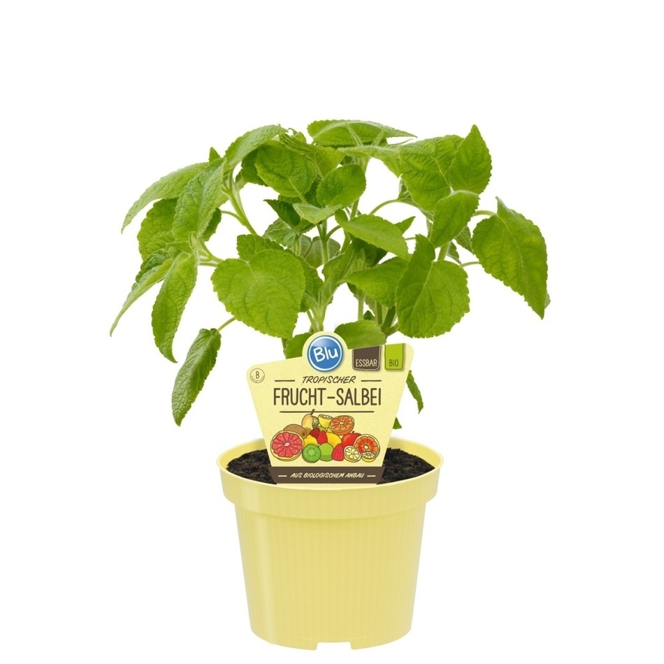 Bylinky - Šalvěj broskvová BIO květináč 12cm