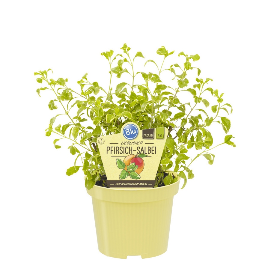 Bylinky - Šalvěj broskvová Variegata BIO květináč 12cm