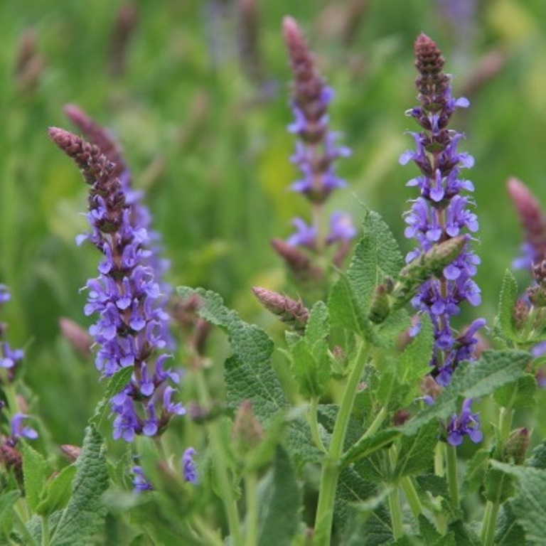 Na slunce - Šalvěj hajní 'Blauhügel' 2 litry