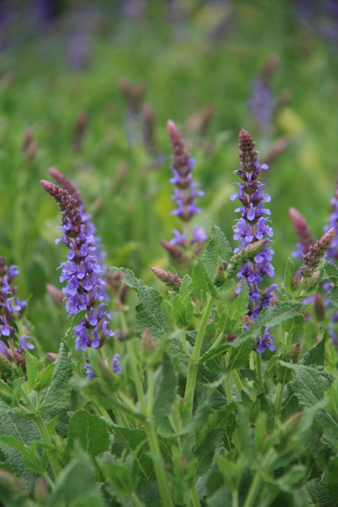 Šalvěj hajní 'Blauhügel' 2 litry-0