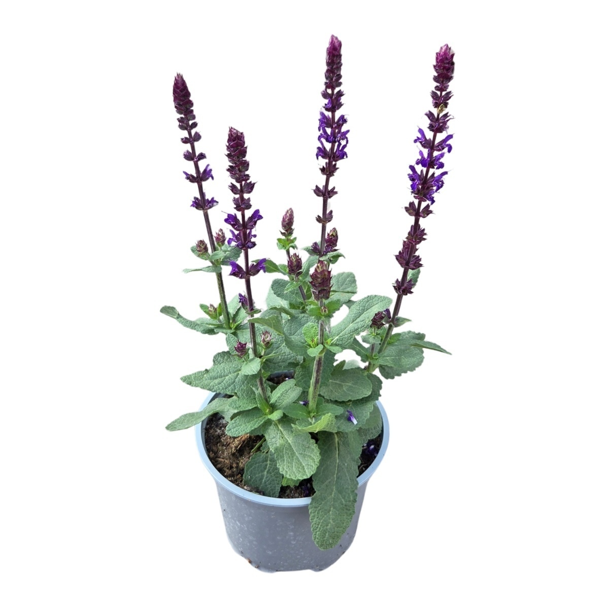 Na slunce - Šalvěj hajní Caradonna Compact Blue květináč 12cm