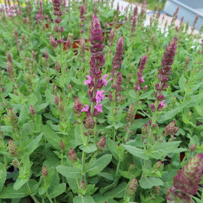 Rostliny - Šalvěj hajní 'Compact Bright Rose' květináč 12cm