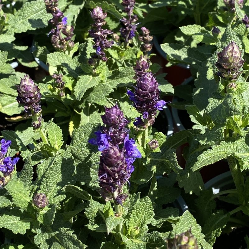 Rostliny - Šalvěj hajní 'Marvel Blue' květináč 12cm