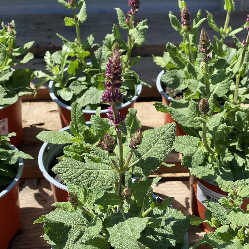 Šalvěj hajní Marvel Rose květináč 12cm-0