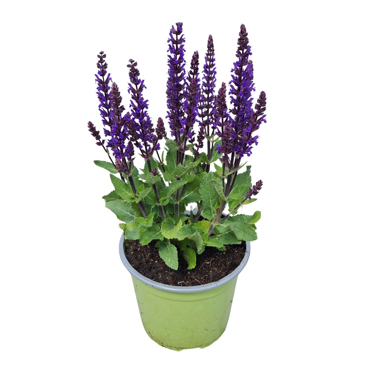 Na slunce - Šalvěj hajní Midnight Purple® 2 litry
