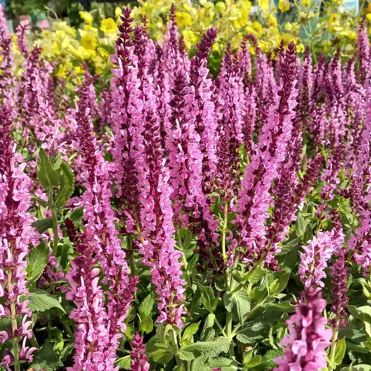 Na slunce - Šalvěj hajní Pink květináč 2 litry